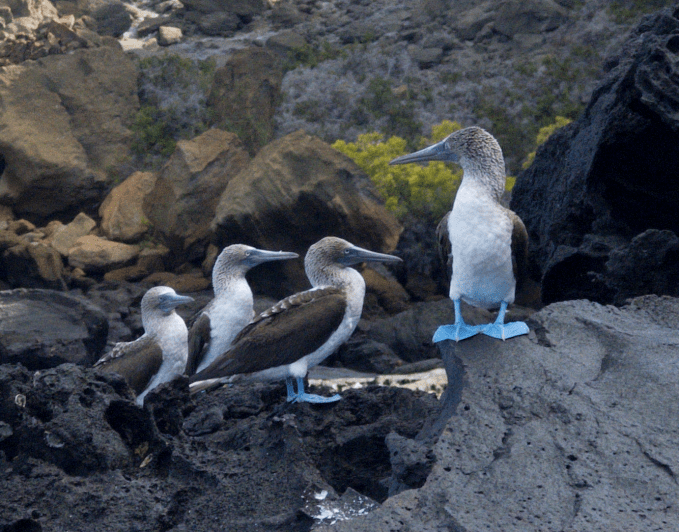 galapagos-process-zero