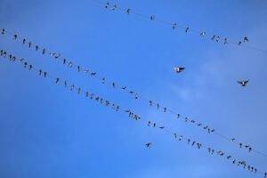 Beyond Bluesky: Check out these cool apps making social experiences on the AT Protocol!