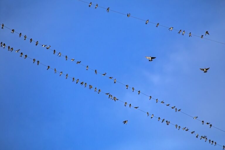 Beyond Bluesky: Check out these cool apps making social experiences on the AT Protocol!